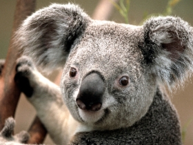 koala.jpg&width=280&height=500