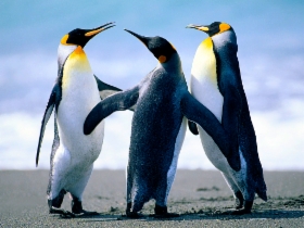 penguins.jpg&width=280&height=500
