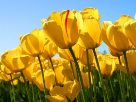 tulips.jpg&width=280&height=500
